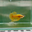 Plakat Yellow Vandar Male Betta F30