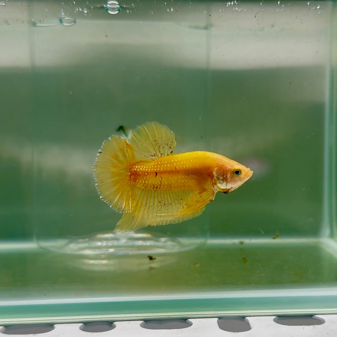 Plakat Yellow Vandar Male Betta #F30
