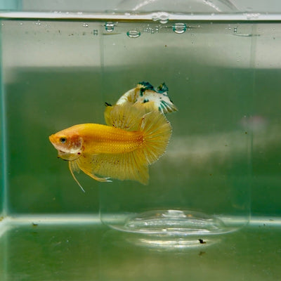 Plakat Yellow Vandar Male Betta F30