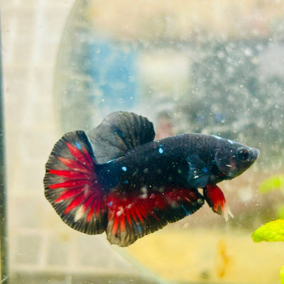 Planat Black Red Startail Avarta Male Betta 126