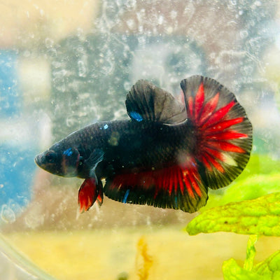 Planat Black Red Startail Avarta Male Betta 126