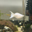 Platinum Balloon Lyretail Molly Fish