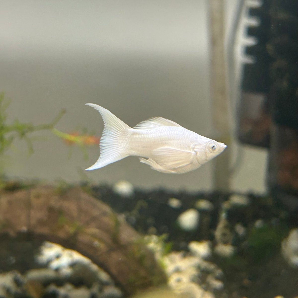 Platinum Balloon Molly Fish