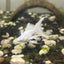 Platinum Balloon Lyretail Molly Fish