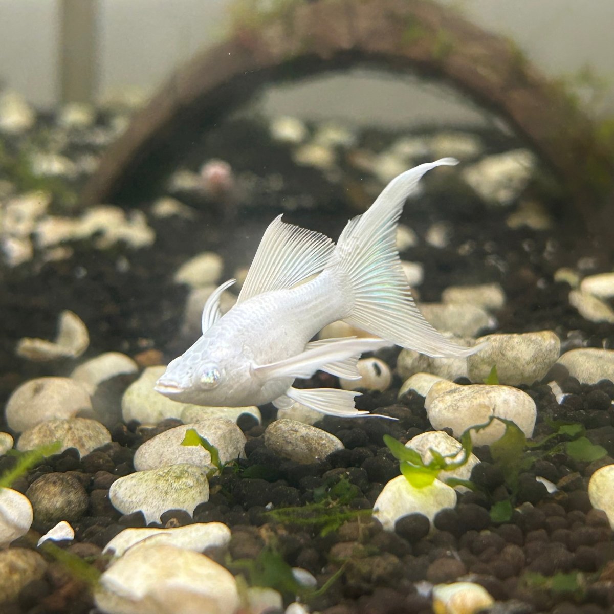 Platinum Balloon Molly Fish