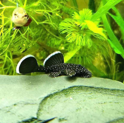 Pleco - L183 Starlight Bushynose