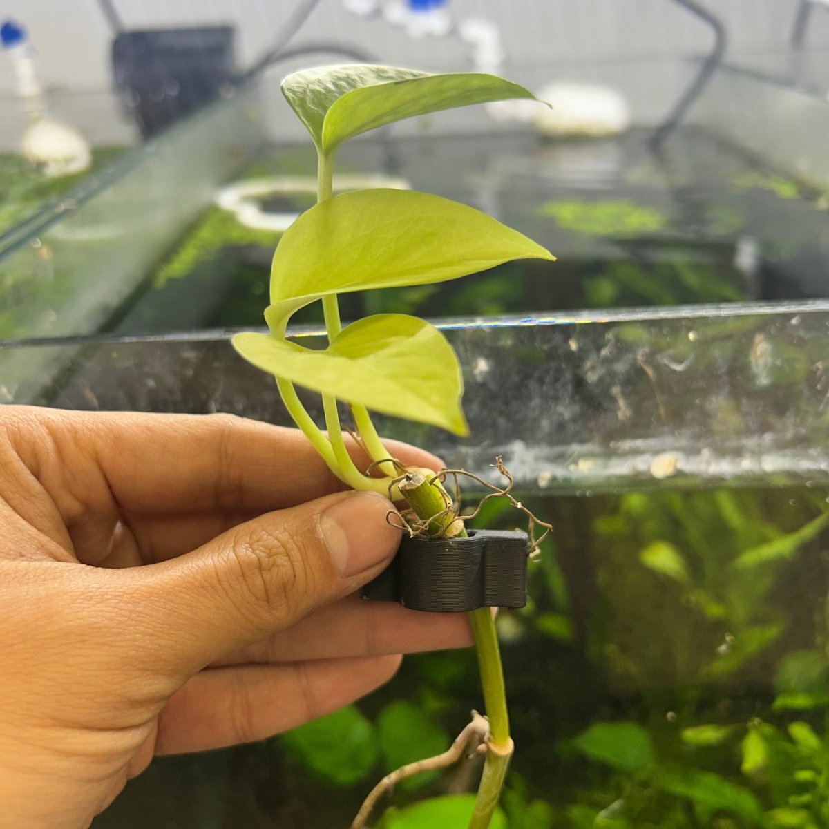 Pothos Plant clipped to tank - Aquarium Safe