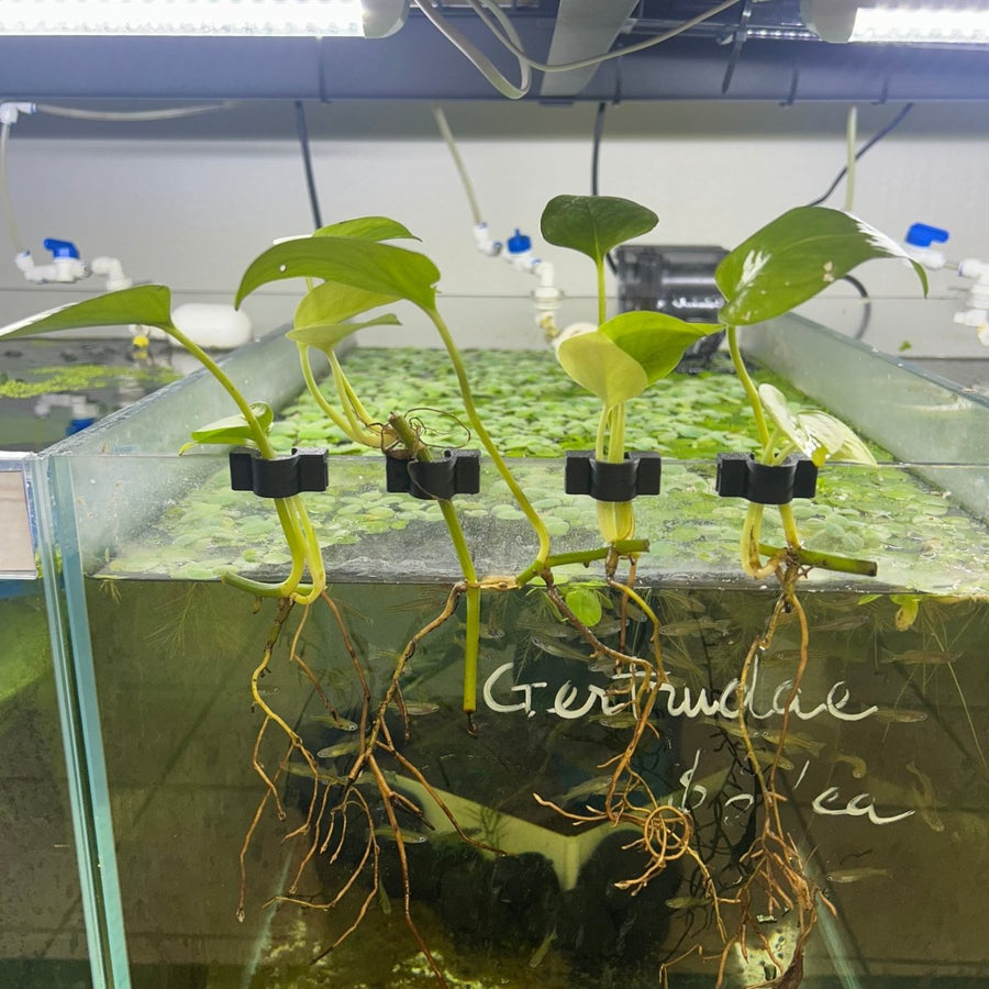 Pothos Plant clipped to tank - Aquarium Safe