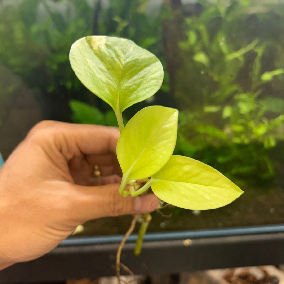 Pothos Plant clipped to tank - Aquarium Safe