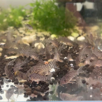 Sterbai Corydoras