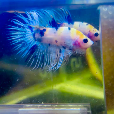 Betta Male Crowntail Koi #072