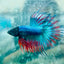 Betta Male Crowntail Blue Red Mascot Blackhead #167