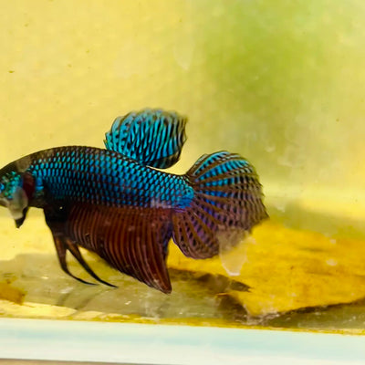 Betta Smaragdina Guitar Male  #149