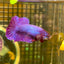 Purple Pink Plakat - Female Betta 082 - Breeder Grade