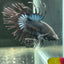 Black Orchid Crowntail - Male Betta A47