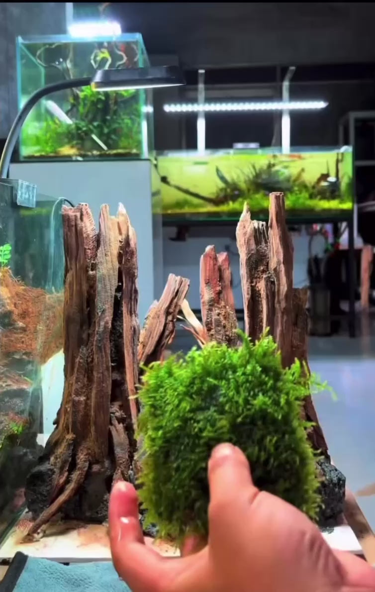 Mini Taiwan Moss for Sale | Free Shipping | JustFishyThing