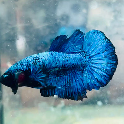 Plakat Blue Avatar Male Betta #064