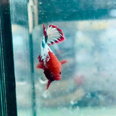 Plakat Red Fancy Copper Male Betta #066