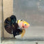 Plakat Bumble Bee Yellow Male Betta #018
