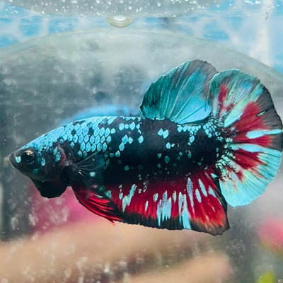 Plakat Avarta Male Betta #169