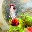 Plakat Red Fancy Copper Male Betta #006