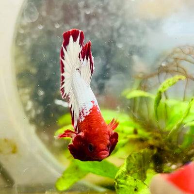 Plakat Red Fancy Copper Male Betta #006