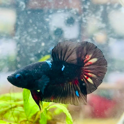 Plakat Black Avarta Male Betta #A22