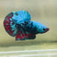 Avarta Nebula Plakat - Male Betta 123