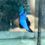 Avarta Nebula Plakat - Male Betta 097