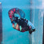 Avarta Nemo Plakat - Male Betta 072