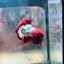 Plakat Red Fancy Male Betta #195