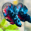 Plakat Avarta Black Light Male Betta #067