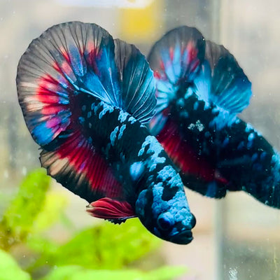 Plakat Avarta Black Light Male Betta #067