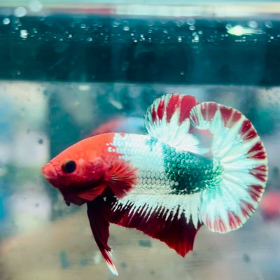 Plakat Red Fancy Copper Male Betta #140