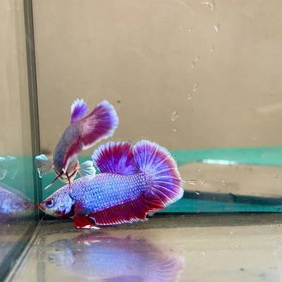 Purple Pink Plakat - Male Betta 80