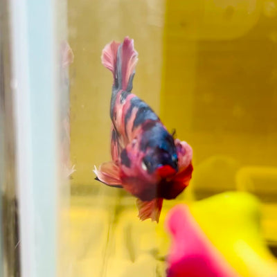 Plakat Nemo Copper Classic Male Betta #M136