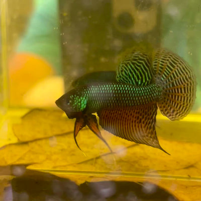 Wild Smaragdina Guitar Male Betta #M103