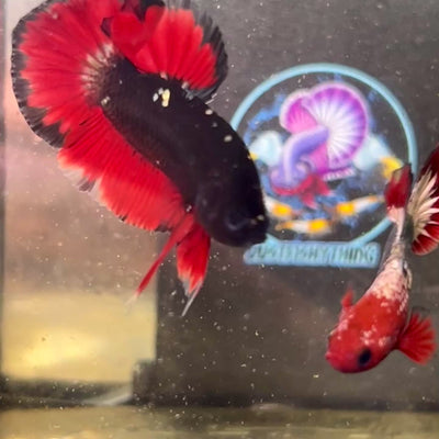 Avarta Vampire Plakat - Male Betta 068