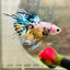 Betta Male Crowntail Yellow Koi #181