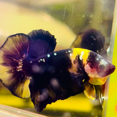Plakat Bumble Bee Yellow Male Betta #144