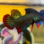 Wild Imbellis Green - Male Betta 020