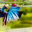 Halfmoon Red Koi Galaxy - Male Betta #A225