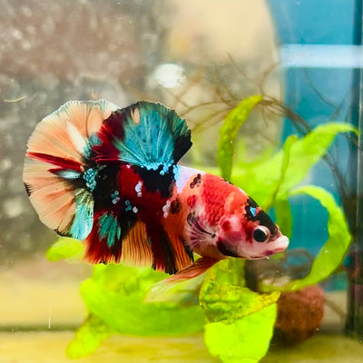 Plakat Nemo Multicolor Male Betta #153