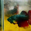 Crowntail Black Red Green eye - Female Betta #MA14