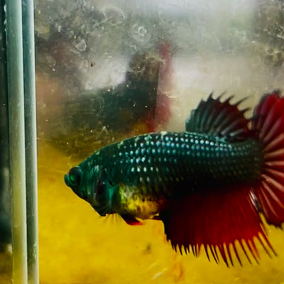 Crowntail Black Red Green eye - Female Betta #MA14