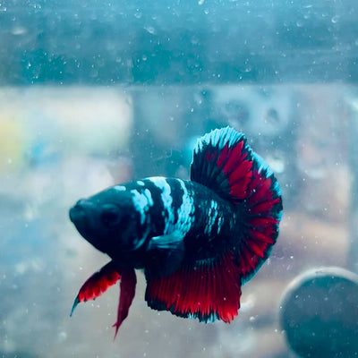 Plakat Avatar Vampire Male Betta #023