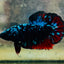 Plakat Avatar Nebula Male Betta #140