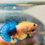Plakat Yellow Fancy Copper Male Betta #M14