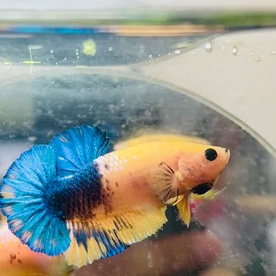 Plakat Yellow Fancy Copper Male Betta #M14