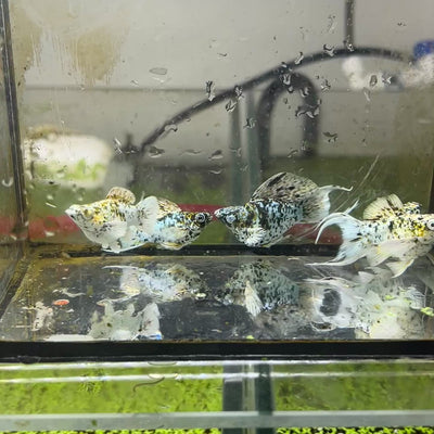 Tri-Color Balloon Molly Fish for Sale | Live Molly Fish | JustFishyThing